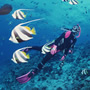 もっと格安ダイビング【憧れのダイビングスポットへDIVE!!】